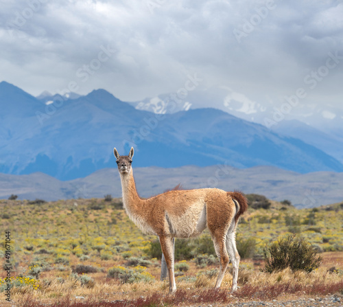 Guanaco on the back roards of the Chilean Patagonia  Magallanes  Chile