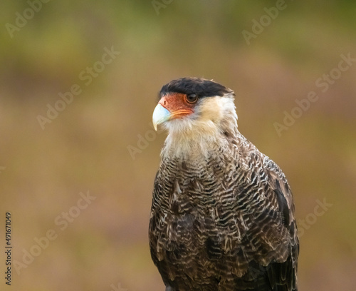 Crested caracara (Caracara plancus), a bird of prey in the family Falconidae.Patagonia, Chile