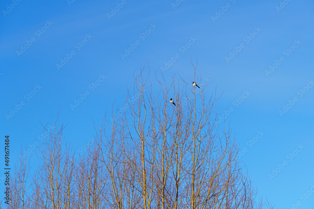 Natural background of two magpie birds on trees in sunny spring day Natural background of two magpie birds on trees in sunny spring day