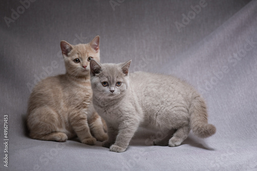 A family of thoroughbred British kittens in the studio on a gray background.