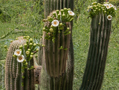 Saguaro cactus in bloom in Arizona