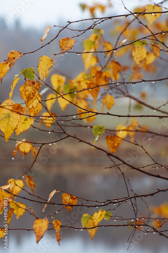 Yellowed birch leaves after rain. deep autumn 