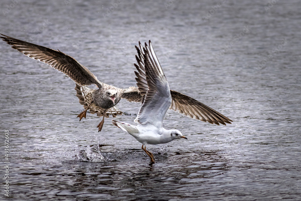 Fototapeta premium Attack