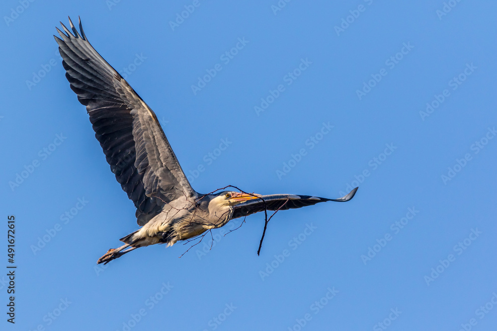Obraz premium Grey heron (Ardea cinerea)