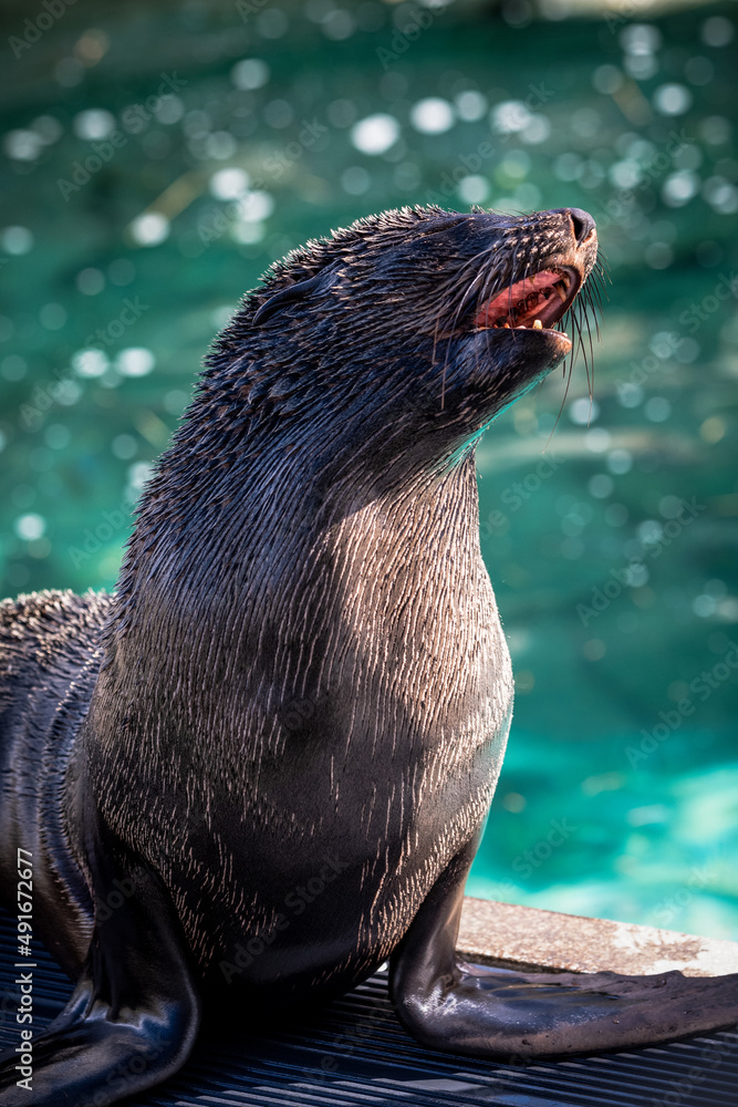 Fototapeta premium meckernder Seehund