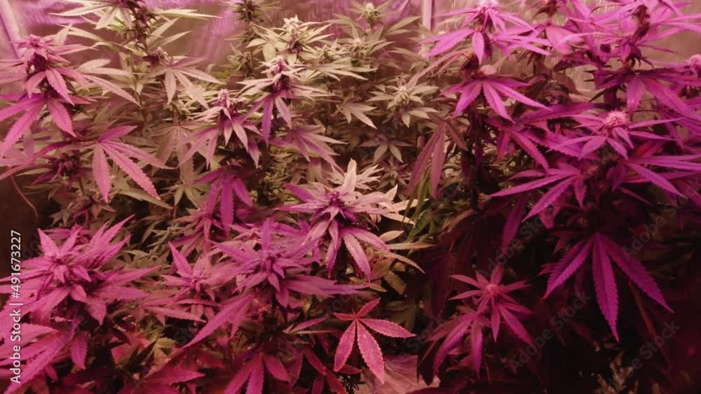 revealing a small diy home grow medical marijuana under full spectrum LED lights purple and green in reflective tent stabilized side pan then reverse revealing a small diy home grow medical marijuana under full spectrum LED lights purple and green in reflective tent stabilized side pan then reverse