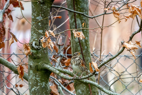 Obraz na plátně the redwing a winter bird and the united kingdom's smallest true thrush perched