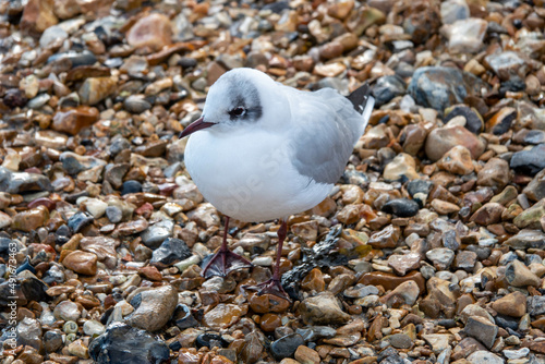 black headed gull standing on the pebbles on the seashore 