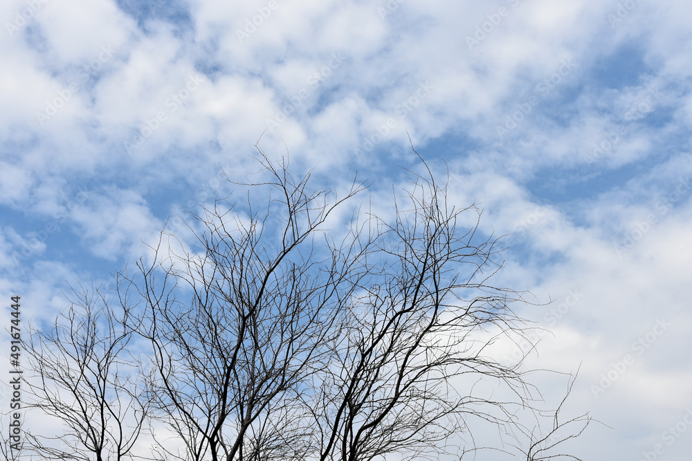 Dried tree with blue sky and clouds background Dried tree with blue sky and clouds background