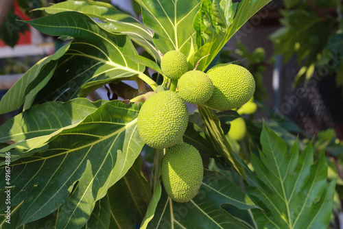 Sukun or breadfruit (Artocarpus altilis). The green fruit contains high levels of antioxidants. photo