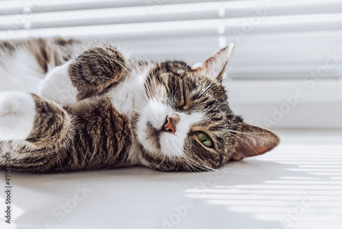 Tabby, a beautiful, cute cat with green eyes lies, relaxes,
