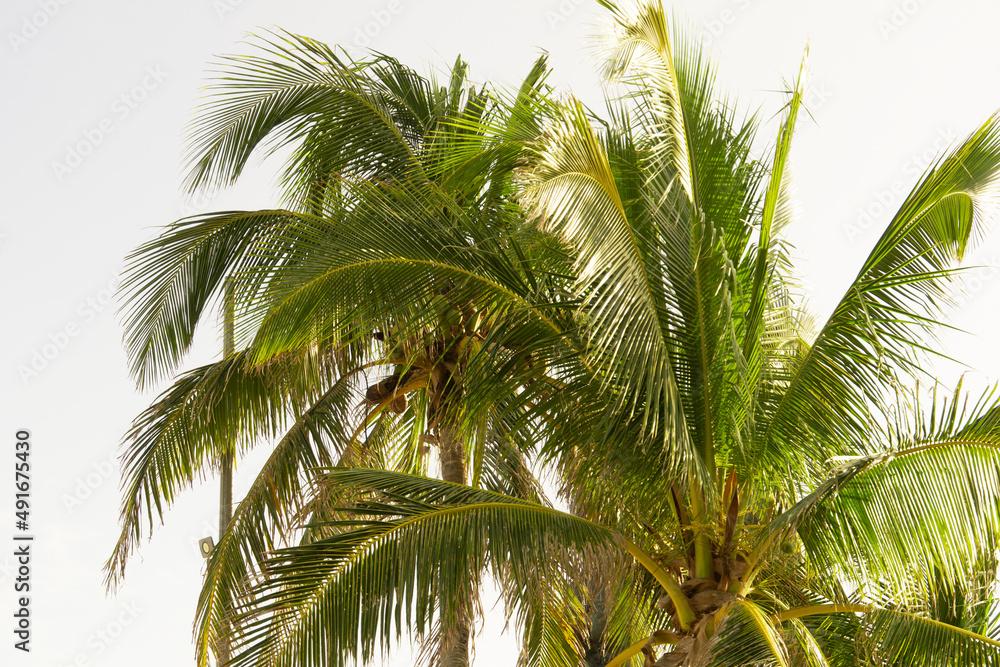 Crowns of two coconut palms against a cloudy sky. Lush green palm branches.