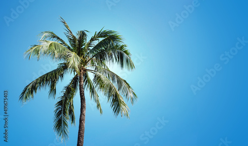 Wallpaper Mural Palm tree with blue cloudy sky in the background. Green leaves exotic summer. Good weather vacation landscape. High tree paradise island. Empty copy space sunny travel. Torontodigital.ca