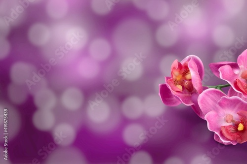 Purple fresh flower on bright background