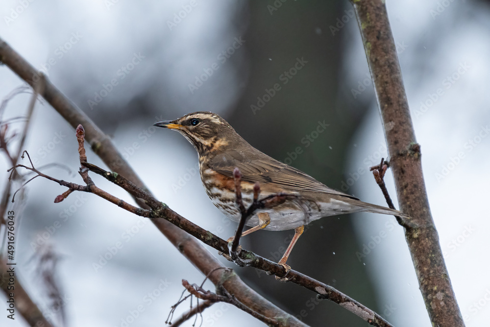 A redwing sitting on a small branch A redwing sitting on a small branch
