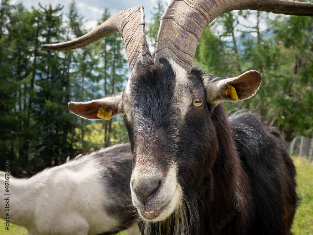 Portrait of a male goat in the alps Portrait of a male goat in the alps