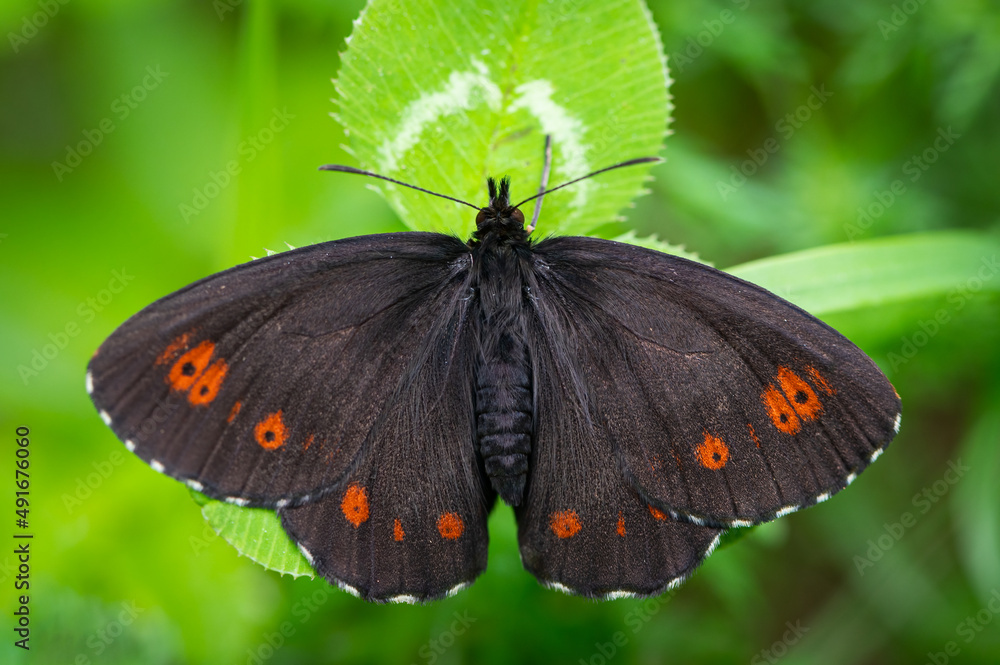 A large ringlet butterfly resting on a plant A large ringlet butterfly resting on a plant