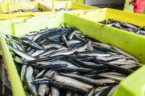 El boquerón, ​ aladroque​, bocarte o anchoa