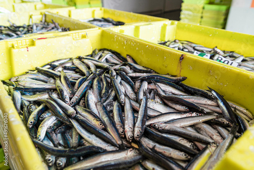 El boquerón, ​ aladroque​, bocarte o anchoa