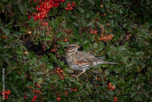 A redwing sitting in a firethorn bush