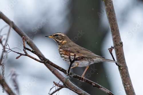A redwing sitting on a small branch © Stefan