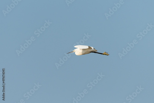 A little egret in flight blue sky © Stefan