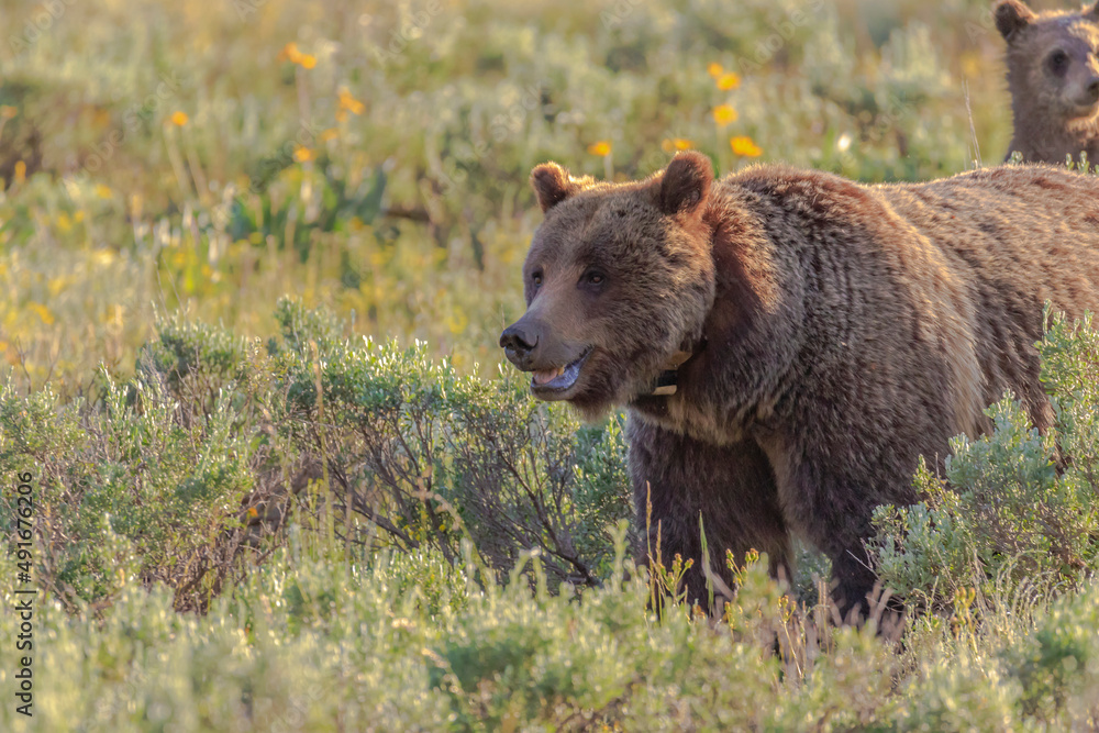 Fototapeta premium Grizzley Bear 