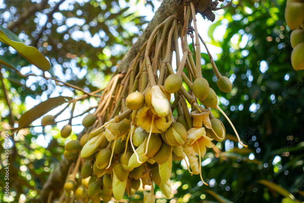 Durian flowers The flowering stage of Durian. Pollination of Tropical