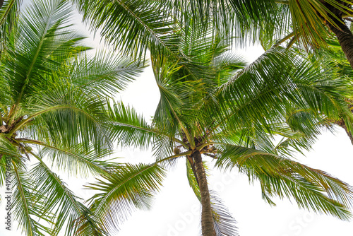 Low angle view palm trees on white background Tropical coconut palm leaf frame isolated on white background for elements design © panya99