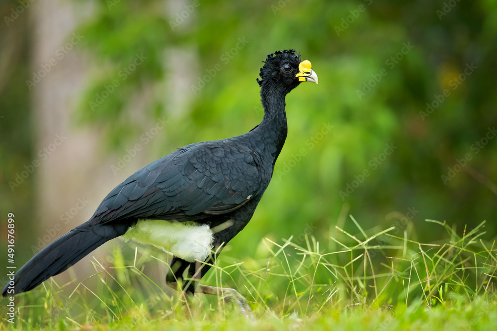 Fototapeta premium The great curassow (Crax rubra) is a large, pheasant-like bird from the Neotropical rainforests, its range extending from eastern Mexico, through Central America to western Colombia 