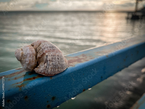 snail on the pier