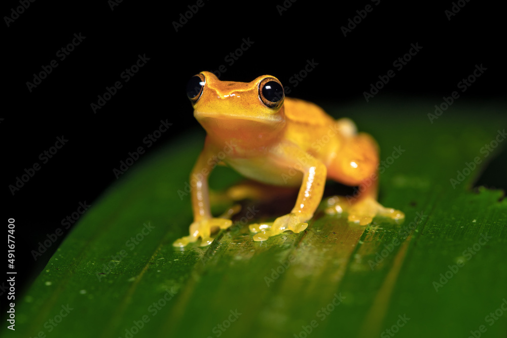 Obraz premium Dendropsophus ebraccatus, also known as the hourglass treefrog or pantless treefrog