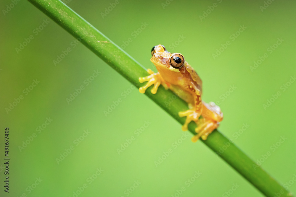 Dendropsophus ebraccatus, also known as the hourglass treefrog or pantless treefrog Dendropsophus ebraccatus, also known as the hourglass treefrog or pantless treefrog