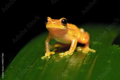 Dendropsophus ebraccatus, also known as the hourglass treefrog or pantless treefrog