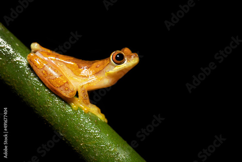 Dendropsophus ebraccatus, also known as the hourglass treefrog or pantless treefrog photo