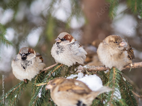 Three Sparrows sits on a fir branch in the autumn or winter