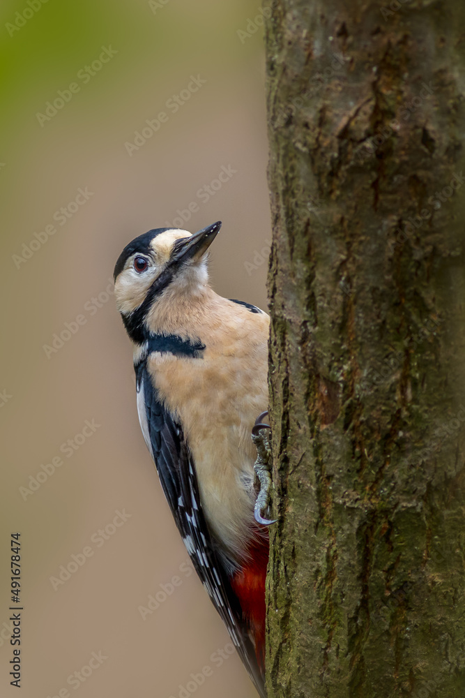 Naklejka premium Great spotted woodpecker (Dendrocopos major)