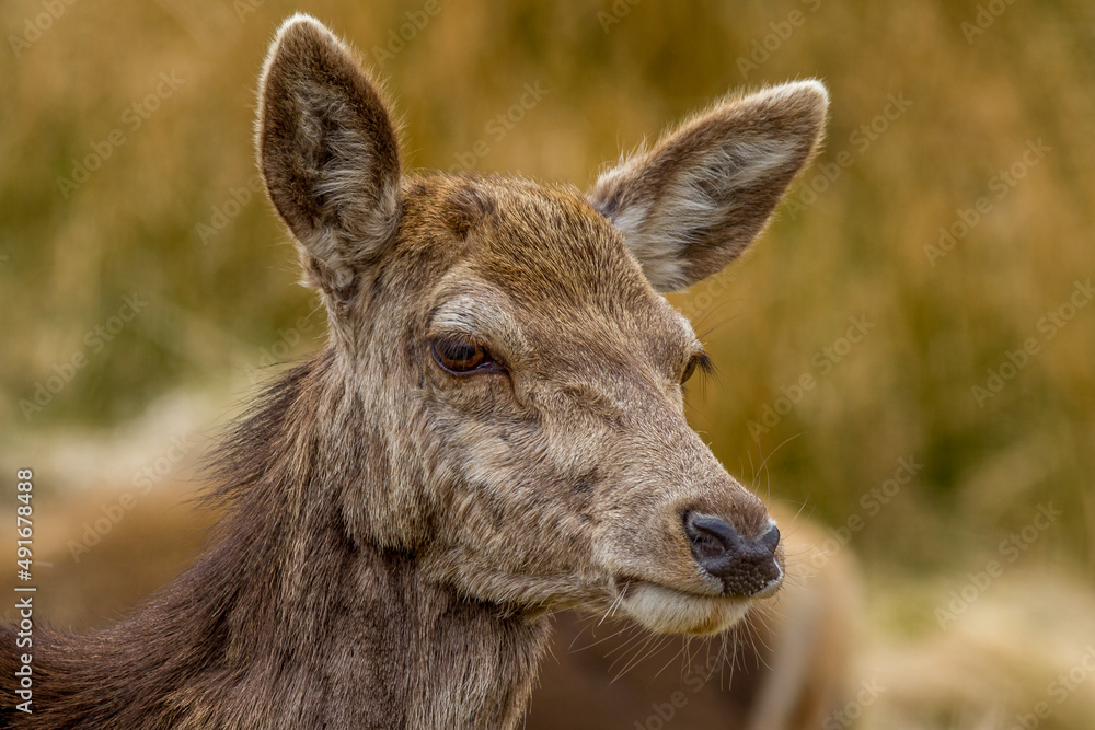 Red Deer in the scottish highlands, UK.