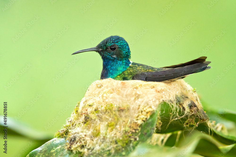 Fototapeta premium The white-necked jacobin (Florisuga mellivora) is a medium-size hummingbird that ranges from Mexico south through Central America and northern South America