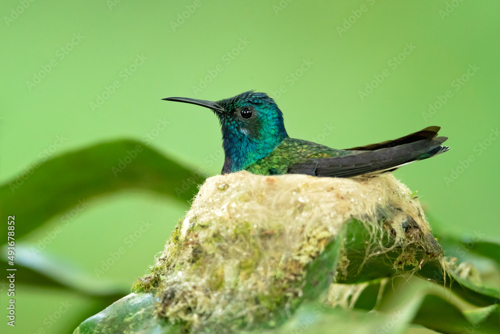 Fototapeta premium The white-necked jacobin (Florisuga mellivora) is a medium-size hummingbird that ranges from Mexico south through Central America and northern South America