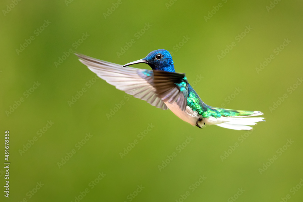 Fototapeta premium The white-necked jacobin (Florisuga mellivora) is a medium-size hummingbird that ranges from Mexico south through Central America and northern South America