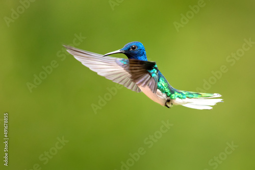 The white-necked jacobin (Florisuga mellivora) is a medium-size hummingbird that ranges from Mexico south through Central America and northern South America
