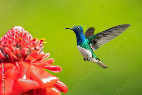 The white-necked jacobin  Florisuga mellivora  is a medium-size hummingbird that ranges from Mexico south through Central America and northern South America