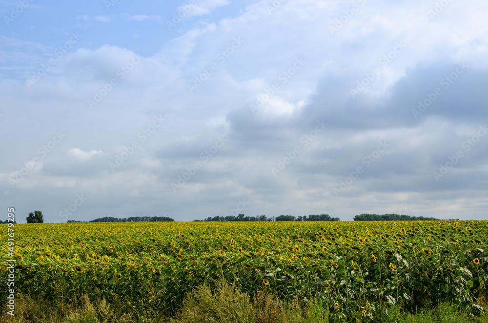Picturesque landscape field of yellow sunflowers and sky with clouds