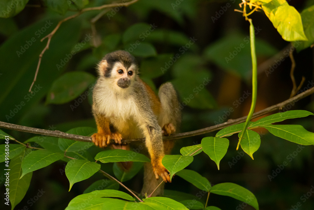 he Central American squirrel monkey (Saimiri oerstedii), also known as the red-backed squirrel monkey, is a squirrel monkey species from the Pacific coast of Costa Rica and Panama he Central American squirrel monkey (Saimiri oerstedii), also known as the red-backed squirrel monkey, is a squirrel monkey species from the Pacific coast of Costa Rica and Panama
