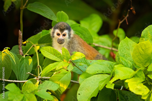 he Central American squirrel monkey  Saimiri oerstedii   also known as the red-backed squirrel monkey  is a squirrel monkey species from the Pacific coast of Costa Rica and Panama