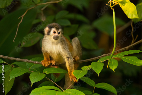 he Central American squirrel monkey (Saimiri oerstedii), also known as the red-backed squirrel monkey, is a squirrel monkey species from the Pacific coast of Costa Rica and Panama