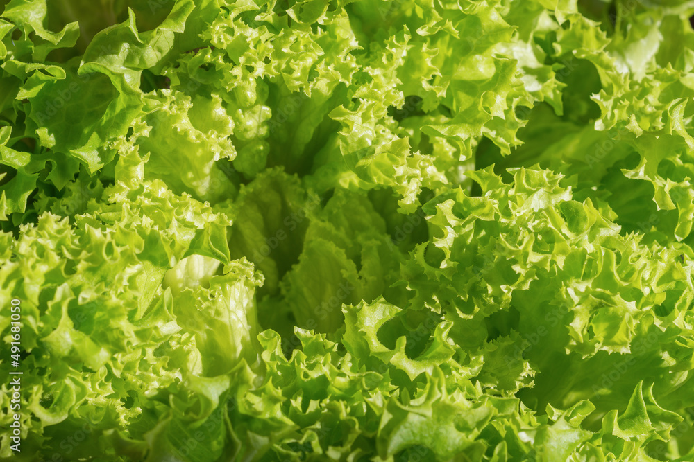 Curly edge leaves of fresh green Batavia lettuce. Full frame food background Curly edge leaves of fresh green Batavia lettuce. Full frame food background