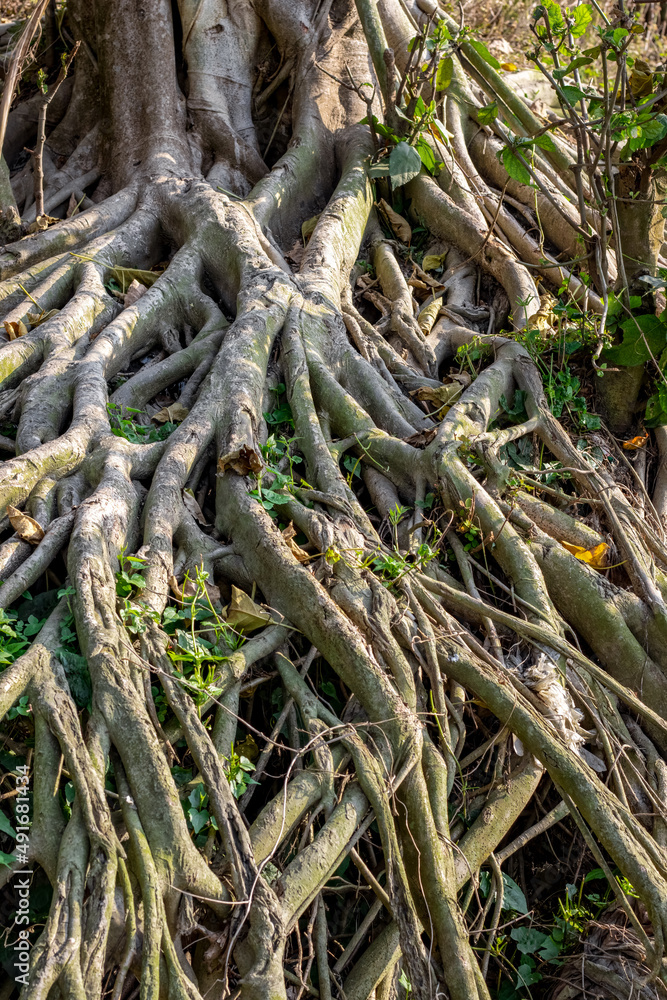 Aged banyan roots inside of a forest close up Aged banyan roots inside of a forest close up