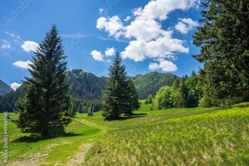 Green meadows on Kalatowki Glade. Tatra National Park.